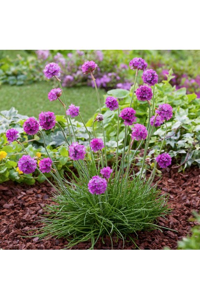 Армерія приморська Рубрифолія (чорнолиста) | Armeria maritima Rubrifolia | Армерия приморская Рубрифолия (чернолистная)